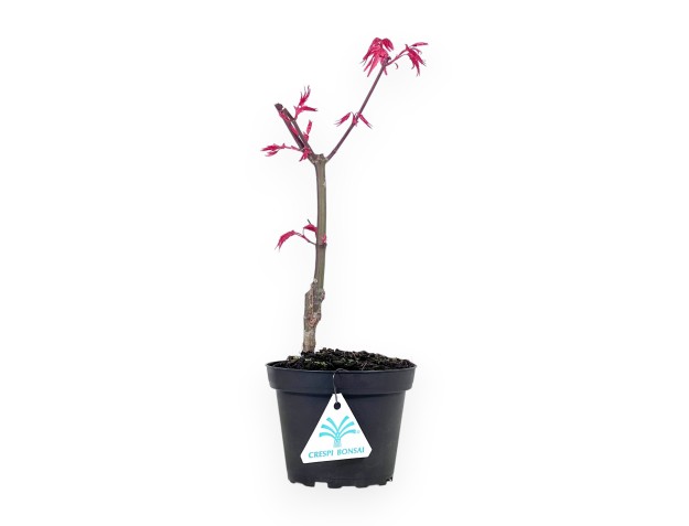 Bonsai di acero da 29 cm | Vaso in plastica tondo