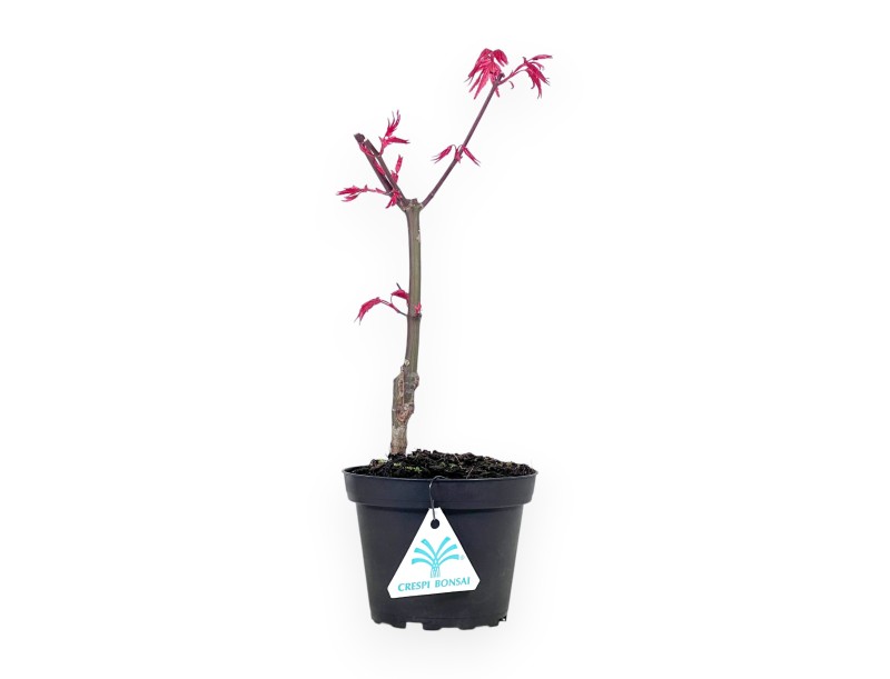 Ahorne Bonsai von 29 cm | Rund kunststoff Topf
