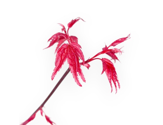 Ahorne Bonsai von 29 cm | Rund kunststoff Topf 2