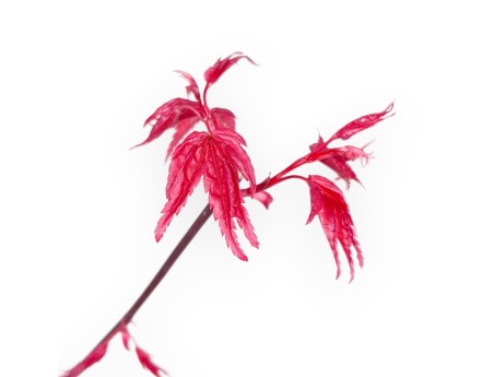 Esdoorn bonsai van 29 cm | Rond plastic pot