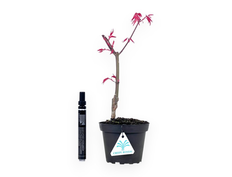 Bonsaï de Érable de 29 cm | Pot en plastique rond