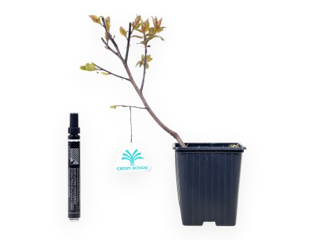 Prunus Cerasifera Choco Creme Bonsai - Jungpflanze