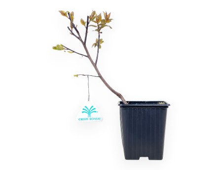Prunus Cerasifera Choco Creme Bonsái - Planta joven