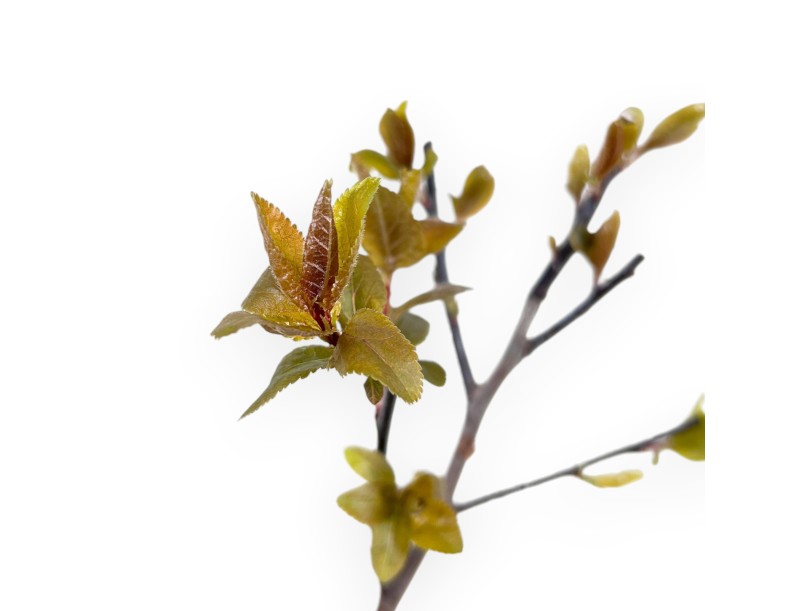 Prunus Cerasifera Choco Creme Bonsái - Planta joven