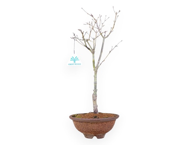 Erable palm. Sigitachi-zawa bonsai 40 cm | Pot rond en grès