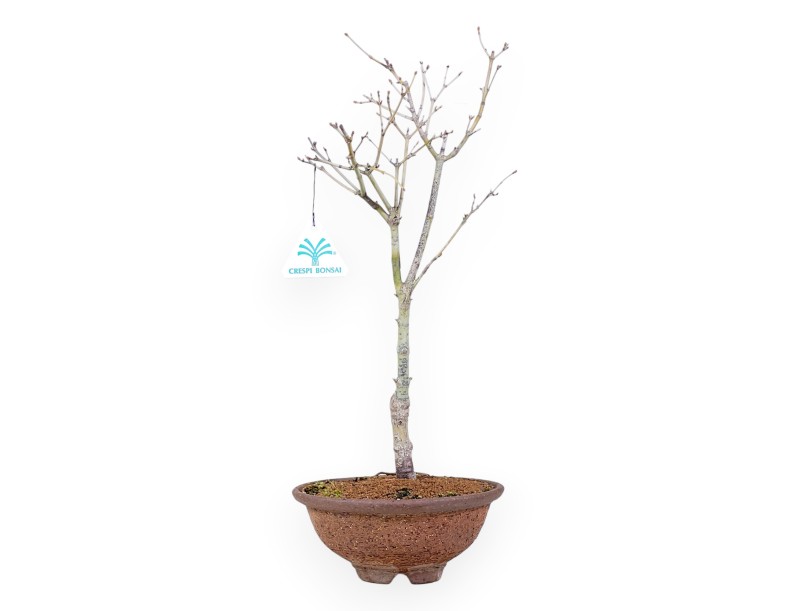 Esdoorn palm. Sigitachi-zawa bonsai 40 cm | Ronde steengoed pot