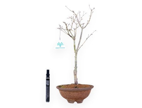 Erable palm. Sigitachi-zawa bonsai 40 cm | Pot rond en grès