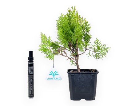 Thuja Aurea Nana Bonsai - Jeune plante
