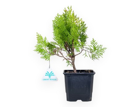 Thuja Aurea Nana Bonsai - Jeune plante