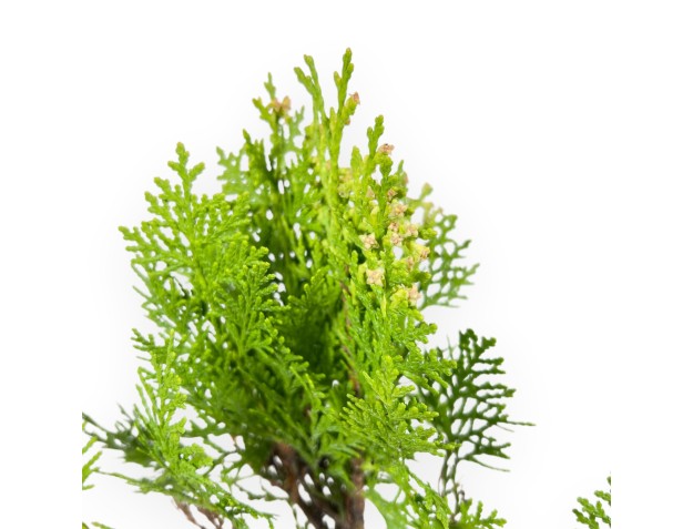 Thuja Aurea Nana Bonsai - Jeune plante 2