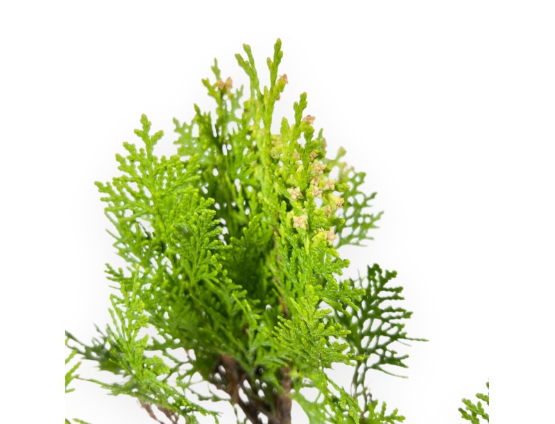 Thuja Aurea Nana Bonsai - Jeune plante