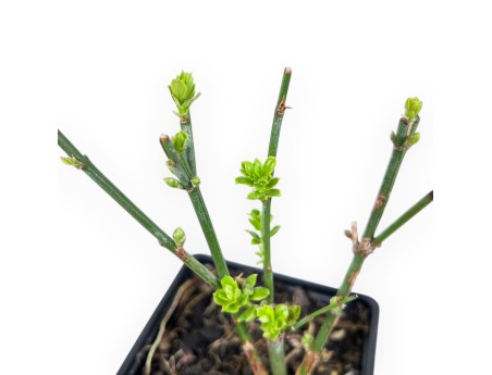 Jasminum Nudiflorum - Jungpflanze