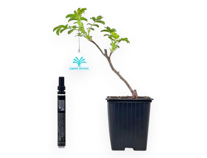 Rosa Rugosa Angelia Englantine - Jungpflanze