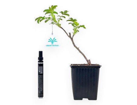 Rosa Rugosa Angelia Englantine – Giovane Pianta