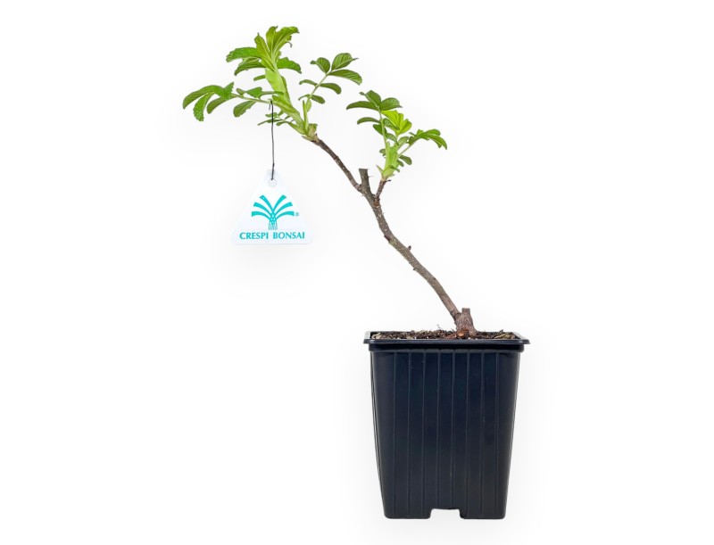 Rosa Rugosa Angelia Englantine – Giovane Pianta