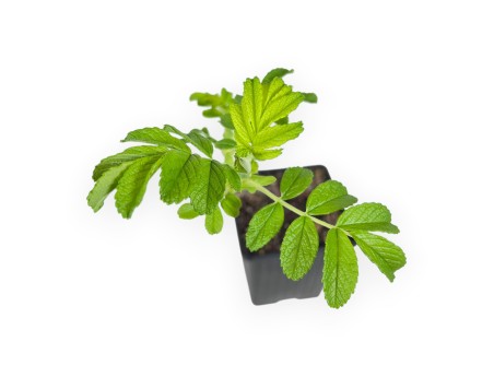 Rosa Rugosa Angelia Englantine – Giovane Pianta