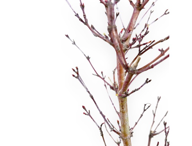 Arce palm. Kotonomai bonsái 40 cm | Maceta redonda de gres 2