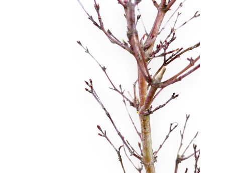 Arce palm. Kotonomai bonsái 40 cm | Maceta redonda de gres