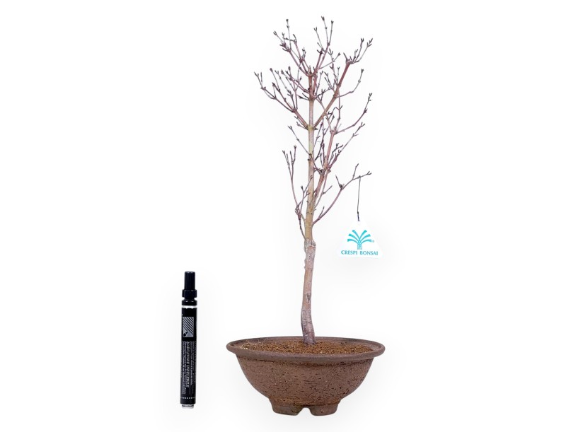 Esdoorn palm. Kotonomai bonsai van 40 cm | Ronde steengoed pot