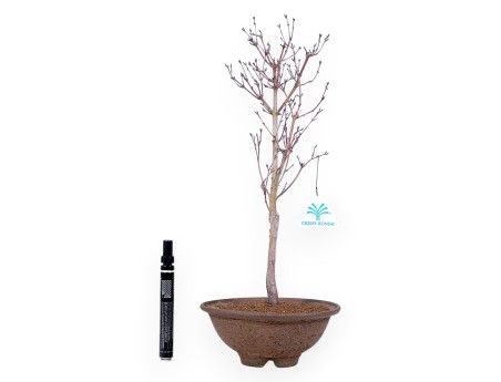 Erable palm. Kotonomai bonsai de 40 cm | Pot rond en grès