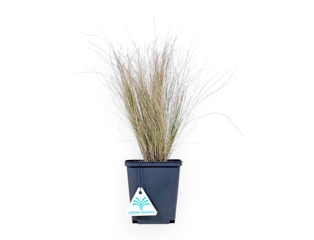 Hakonechloa Macra 'Aureola' - Jonge plant