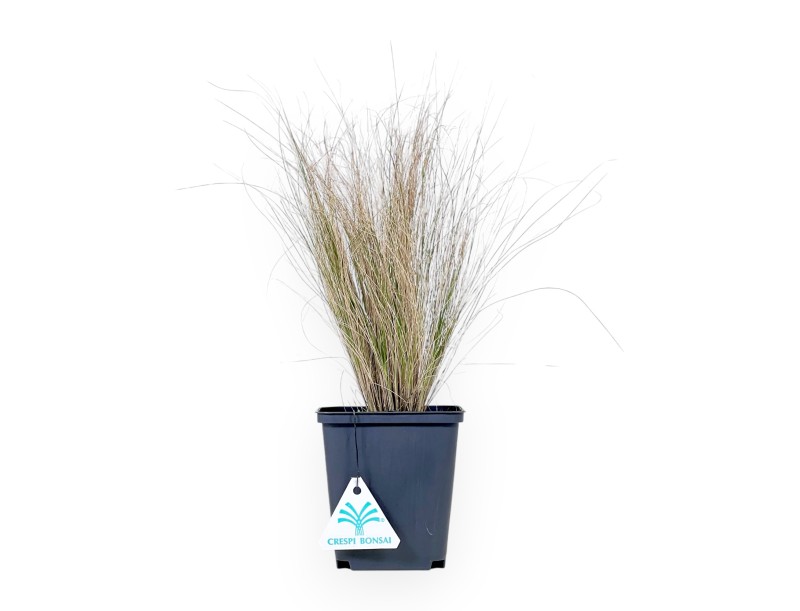 Hakonechloa Macra 'Aureola' - Planta joven