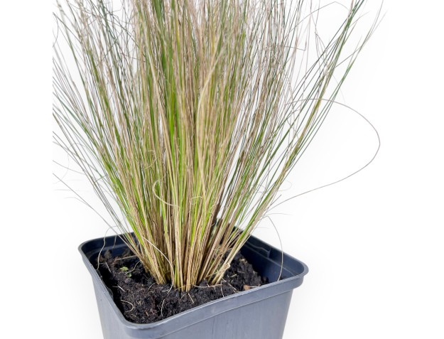 Hakonechloa Macra 'Aureola' - Jonge plant 2