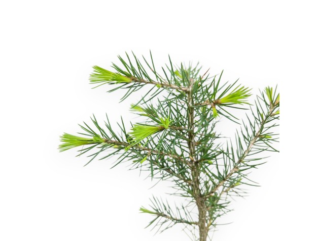 Ceder werkplant, 27 cm | Plastic pot 2