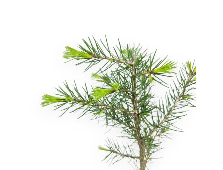 Plante de travail en cèdre de 27 cm | Pot en plastique