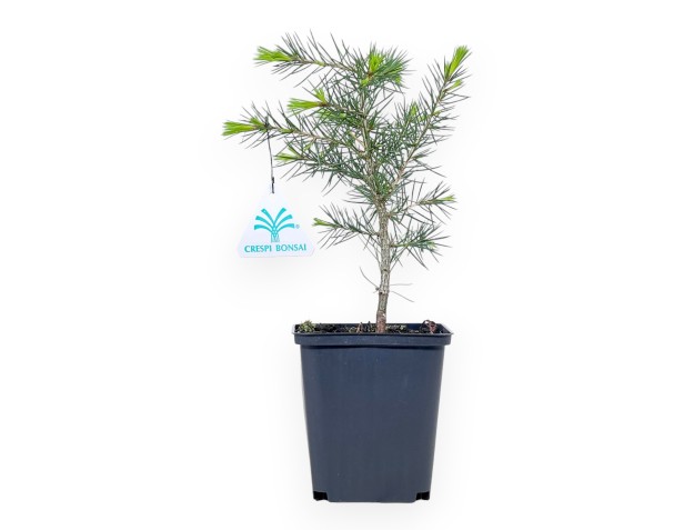 Pianta da lavorare di cedro da 27 cm | Vaso in plastica