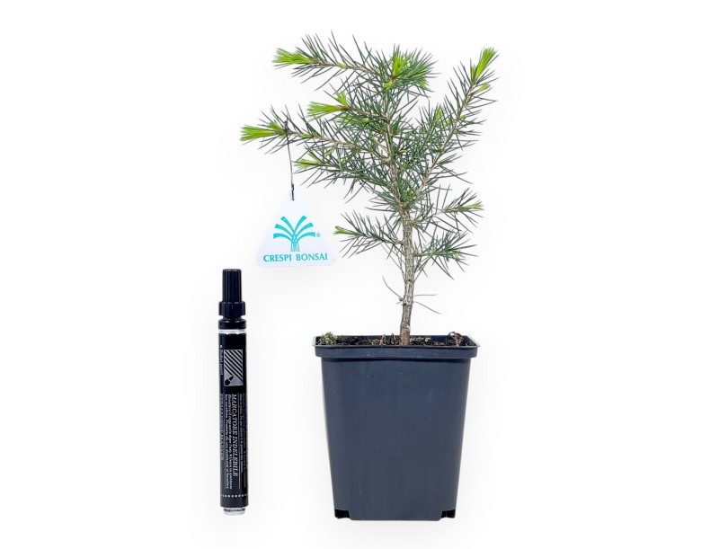 Cedar working plant, 27 cm | Plastic pot
