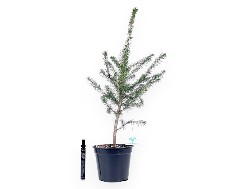 Picea Abies - Junge Bonsaipflanze