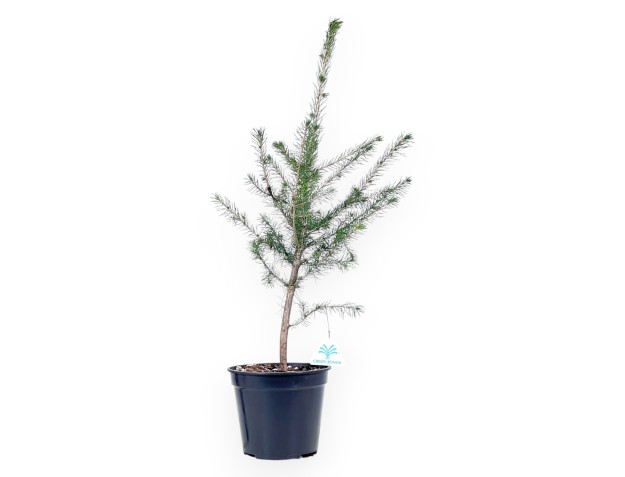 Picea Abies - Junge Bonsaipflanze