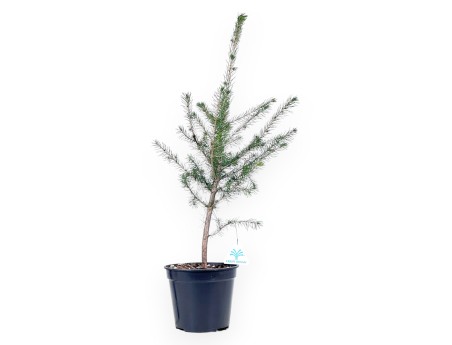 Picea Abies - Junge Bonsaipflanze