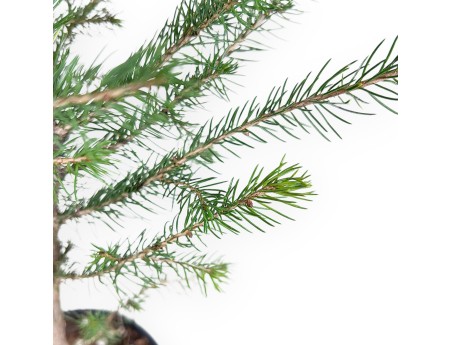 Picea Abies - Junge Bonsaipflanze
