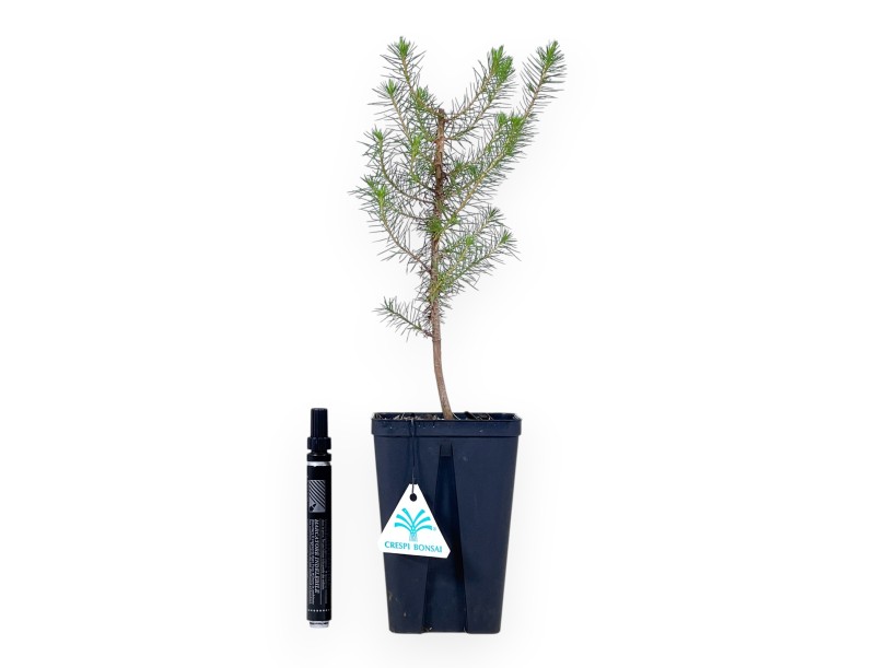 Pinus Halepensis - Jungpflanze