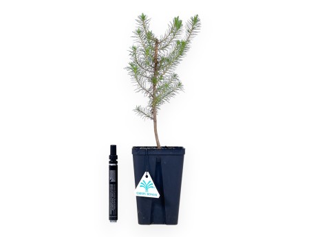 Pinus Halepensis - Jungpflanze