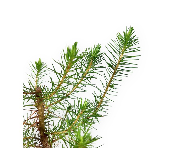 Pinus Halepensis - Jungpflanze