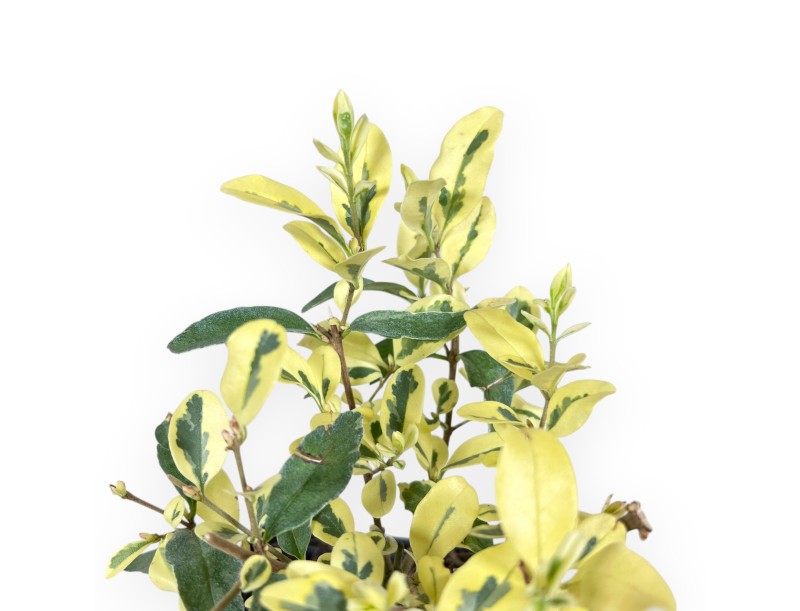 Privet Arbeitspflanze von 23 cm | Kunststoff Topf