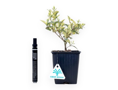 Plante de travail de troène de 23 cm | Pot en plastique