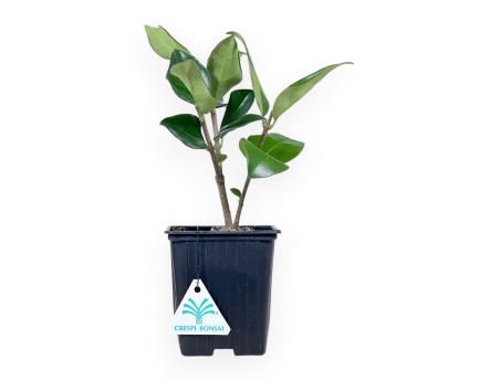 Pianta da lavorare di ligustro da 25 cm | Vaso in plastica