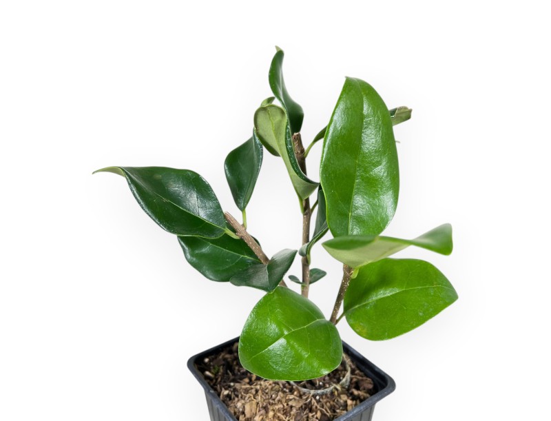 Privet Arbeitspflanze von 25 cm | Kunststoff Topf