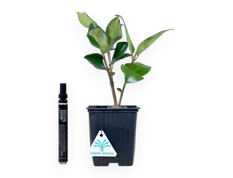 Plante de travail de troène de 25 cm | Pot en plastique