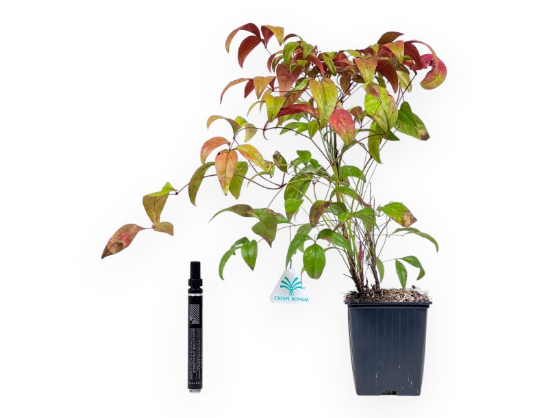 Nandina domestica fire power - Young Plant