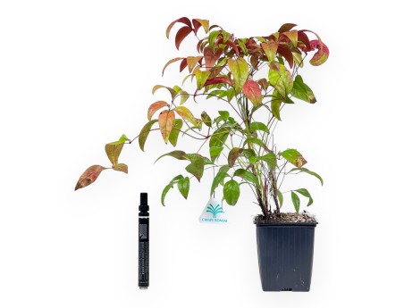 Nandina domestica fire power – Giovane Pianta
