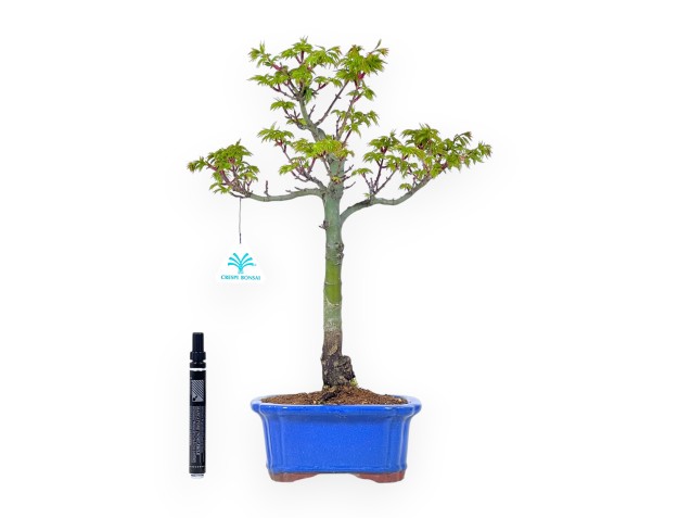 Ahorn Bonsai 42 cm | Rechteckiger blauer Topf