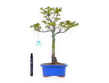 Ahorn Bonsai 42 cm | Rechteckiger blauer Topf