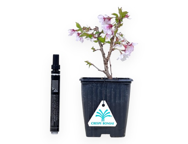 Prunus incisa 'Kojo No Mai' - Jungpflanze
