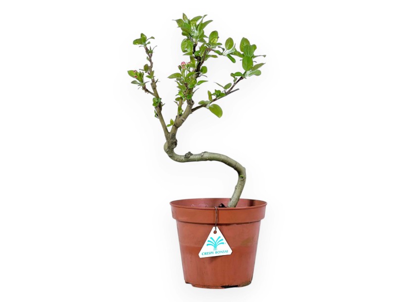 Apple Tree work plant 39 cm | Round plastic pot