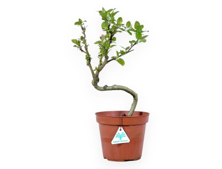 Apfelbaum Arbeitspflanze von 39 cm | Rund kunststoff Topf